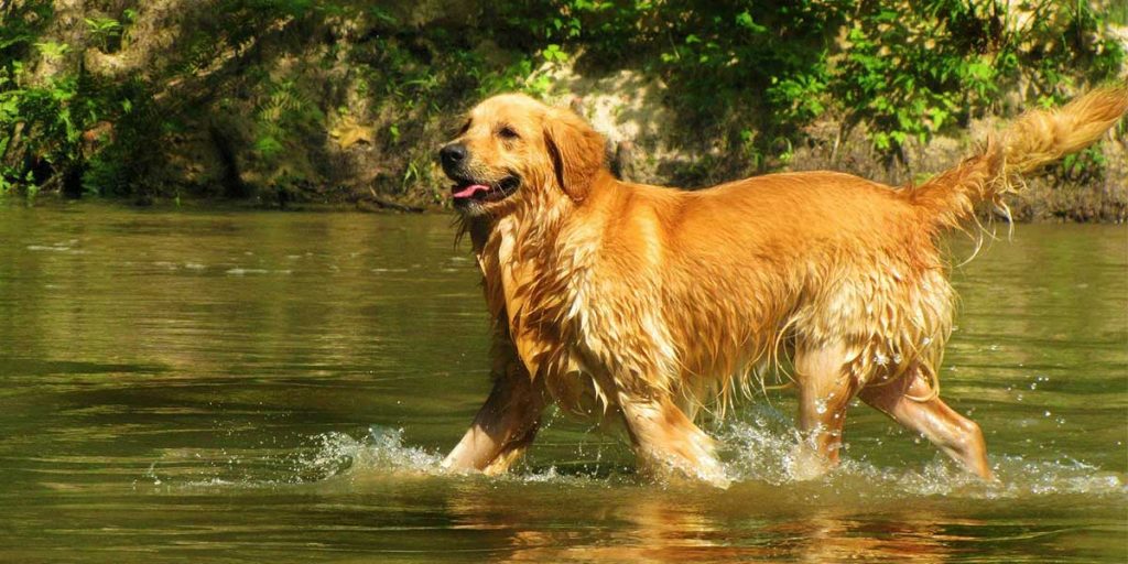 golden retriever carattere