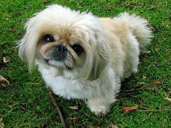 pechinese carattere
