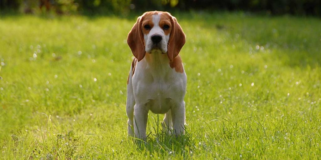 cane beagle