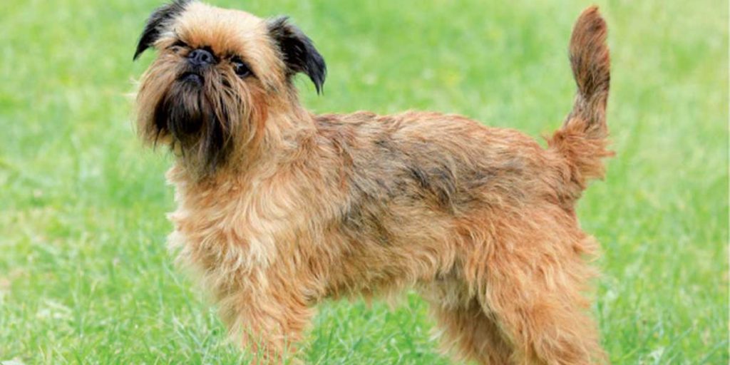 cane griffone di bruxelles