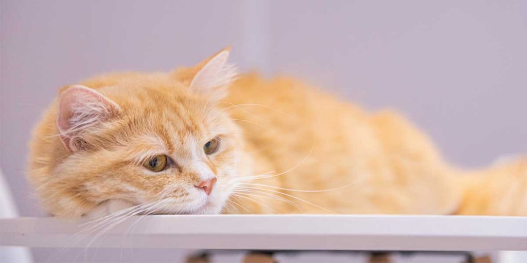 gatto bobtail americano