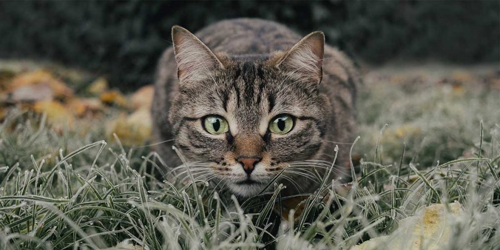 gatto soriano