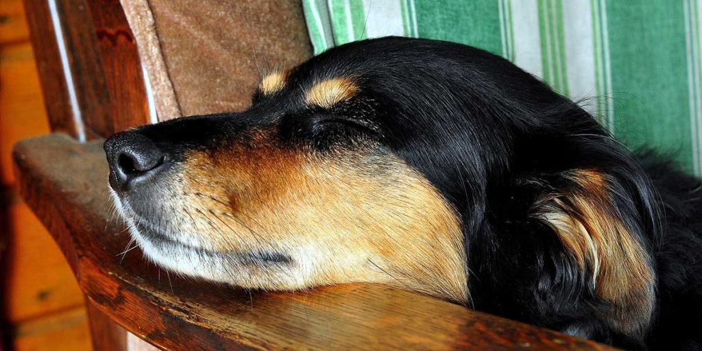cane che dorme