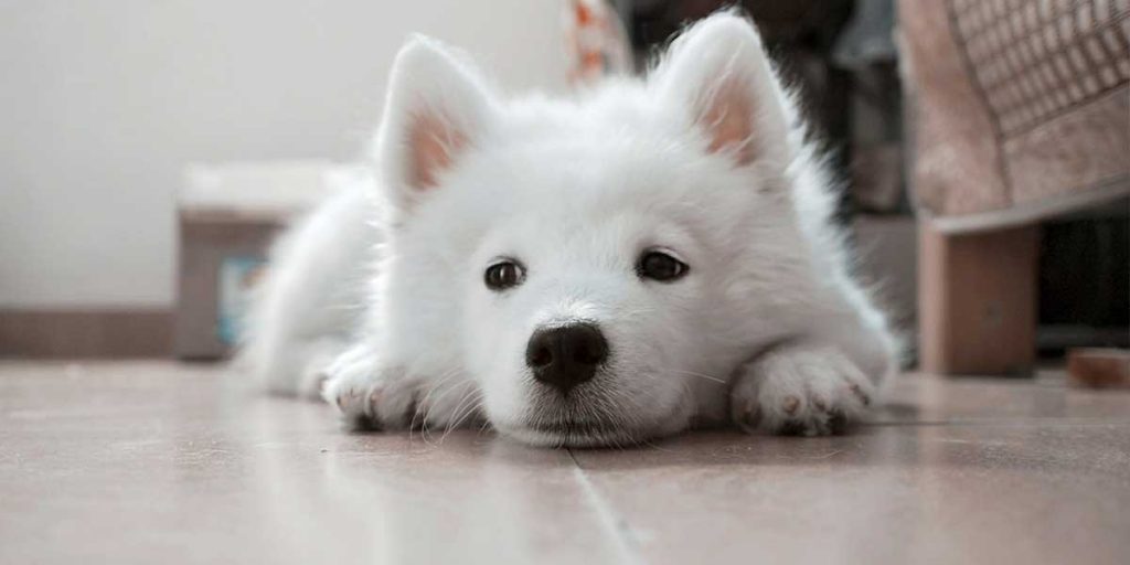 sognare cane bianco