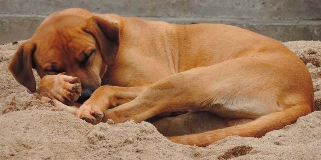 sognare cani
