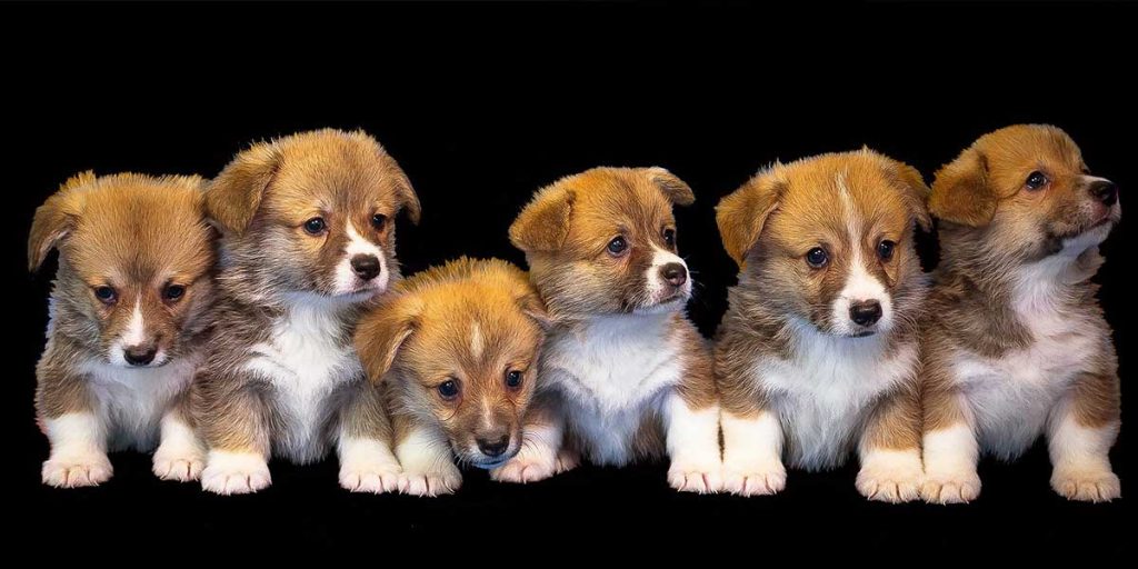 sognare cuccioli di cane