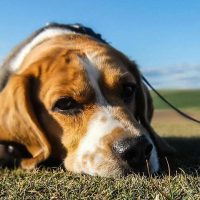 Cane Stressato Sintomi: Riconoscili Subito e Aiuta il Tuo Amico Cane Stressato Sintomi