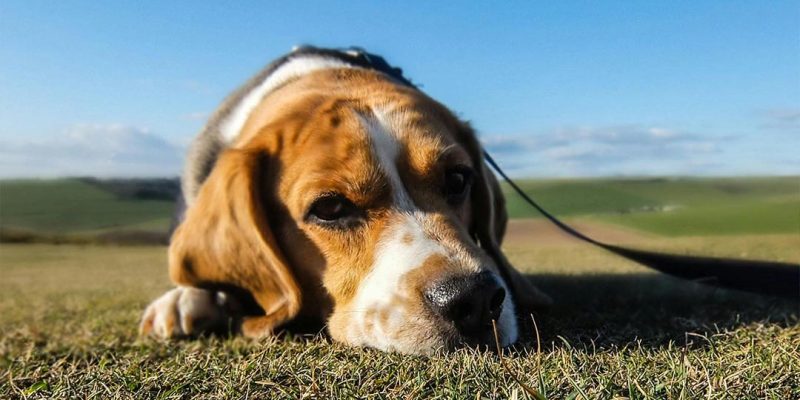 Cane Stressato Sintomi