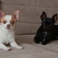 Cani Piccoli Poco Impegnativi: Guida Definitiva per la Scelta Perfetta Cani Piccoli Poco Impegnativi