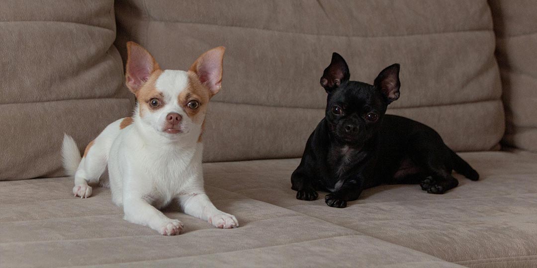 Cani Piccoli Poco Impegnativi