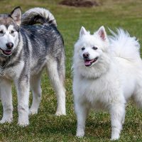 Come Capire Quando Finisce Il Calore Del Cane: Segnali Chiave Come Capire Quando Finisce Il Calore Del Cane