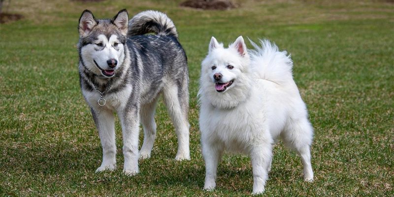 Come Capire Quando Finisce Il Calore Del Cane