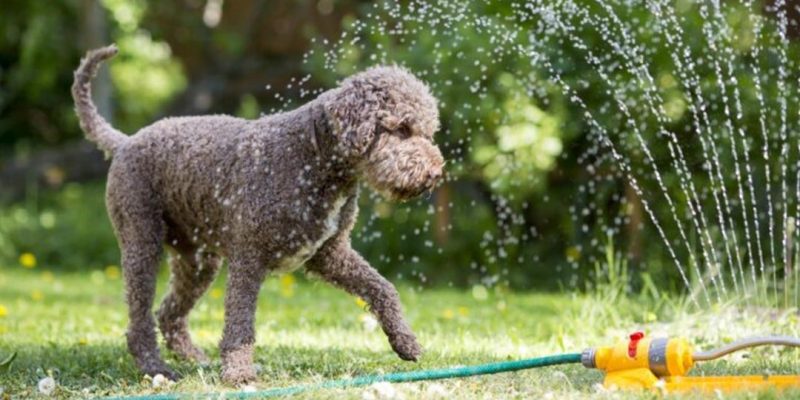 Come rinfrescare il cane