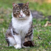 Gatto Stressato Sintomi: Come Riconoscerli e Aiutare il Tuo Micio Gatto Stressato Sintomi