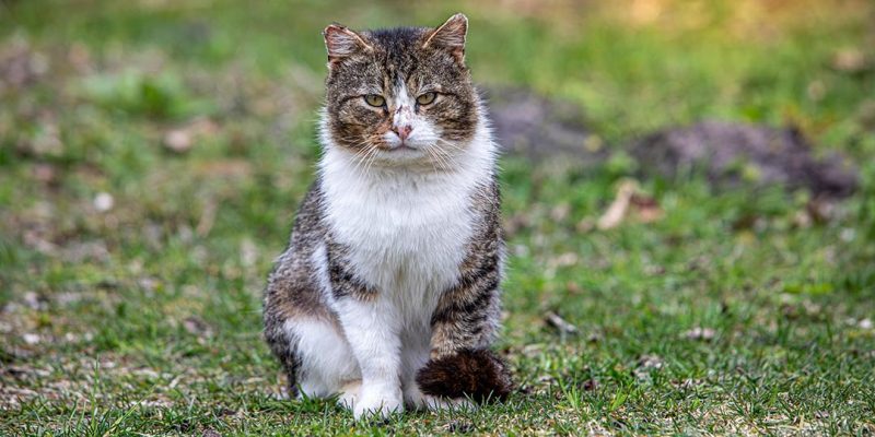 Gatto Stressato Sintomi