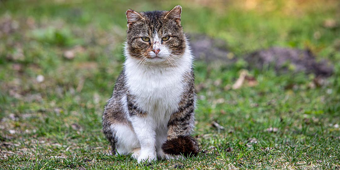 Gatto Stressato Sintomi