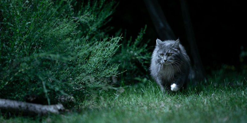 I gatti vedono al buio