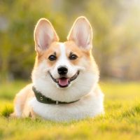 Naturopatia per cani