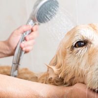 Ogni quanto lavare il cane