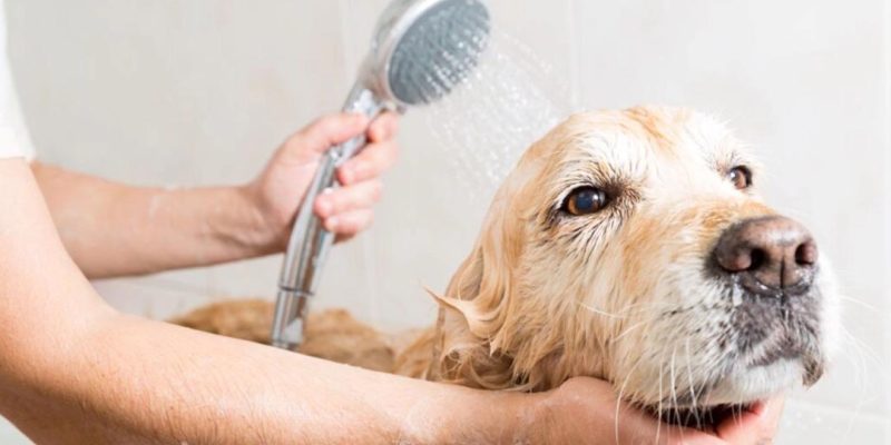 Ogni quanto lavare il cane