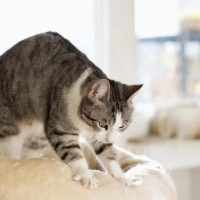 Perchè I Gatti Impastano: Scopri il Segreto Comportamentale! Perchè I Gatti Impastano