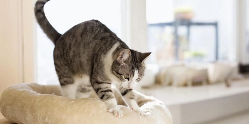 Perchè I Gatti Impastano