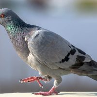Come allontanare i piccioni dal balcone, scopri i rimedi naturali