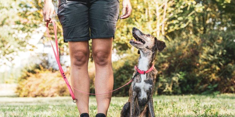 addestrare un cane