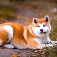 Akita Inu americano akita