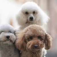 Amore, selezione e qualità: l'arte di allevare il Barboncino Toy allevare barboncino toy