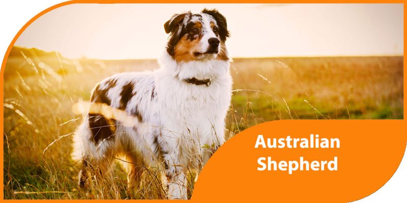 australian shepherd