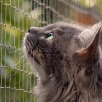 Soluzioni per un balcone in sicurezza per gatti: come proteggerli
