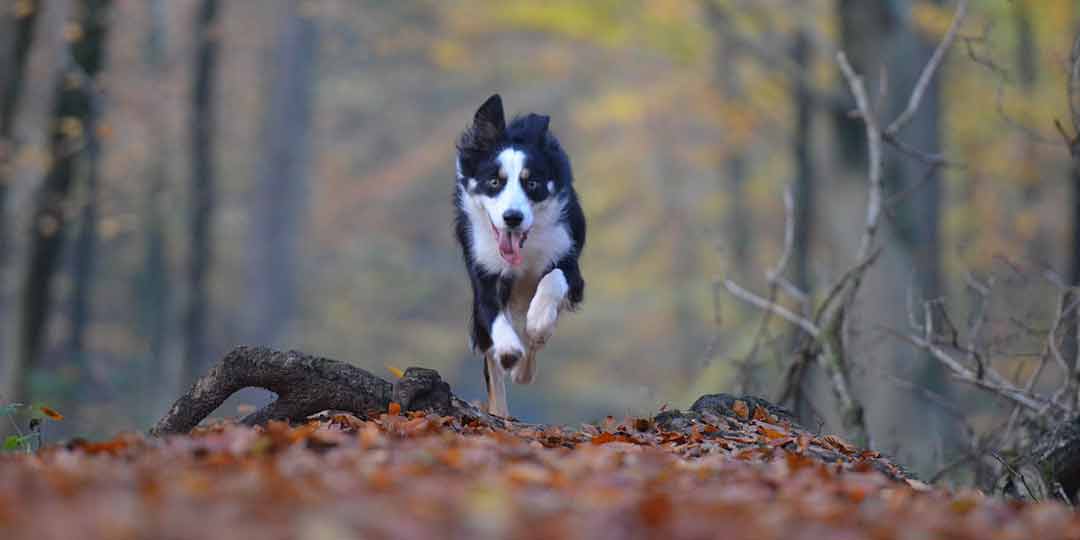 border collie carattere