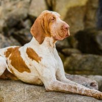 bracco italiano carattere
