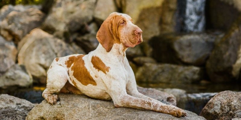 bracco italiano carattere
