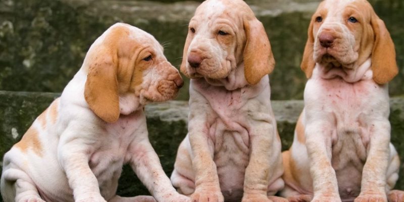 bracco italiano cuccioli