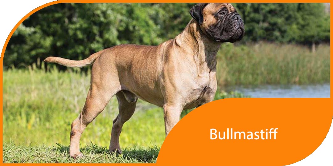 bullmastiff