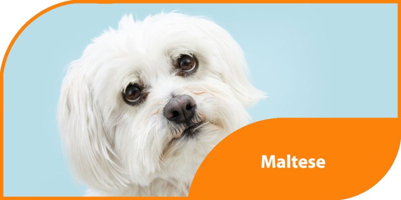 cane maltese