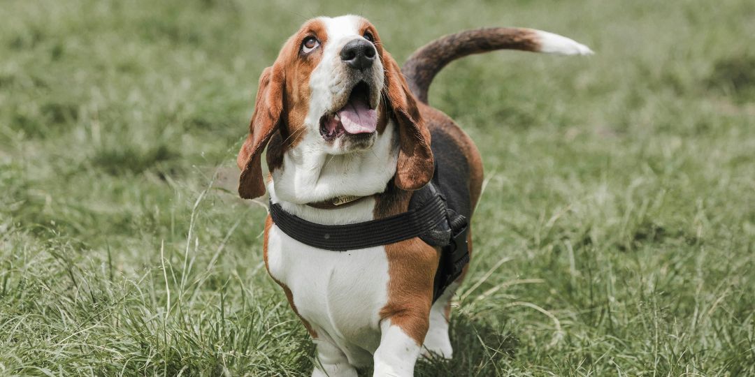 cani da caccia razze