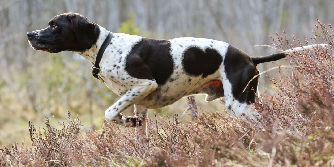 cani da caccia