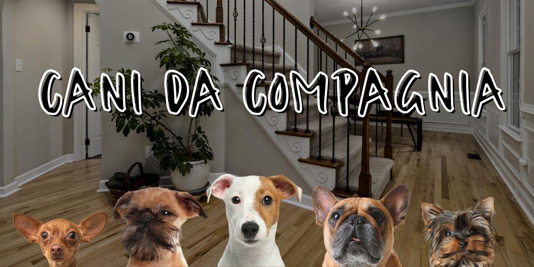 cani da compagnia