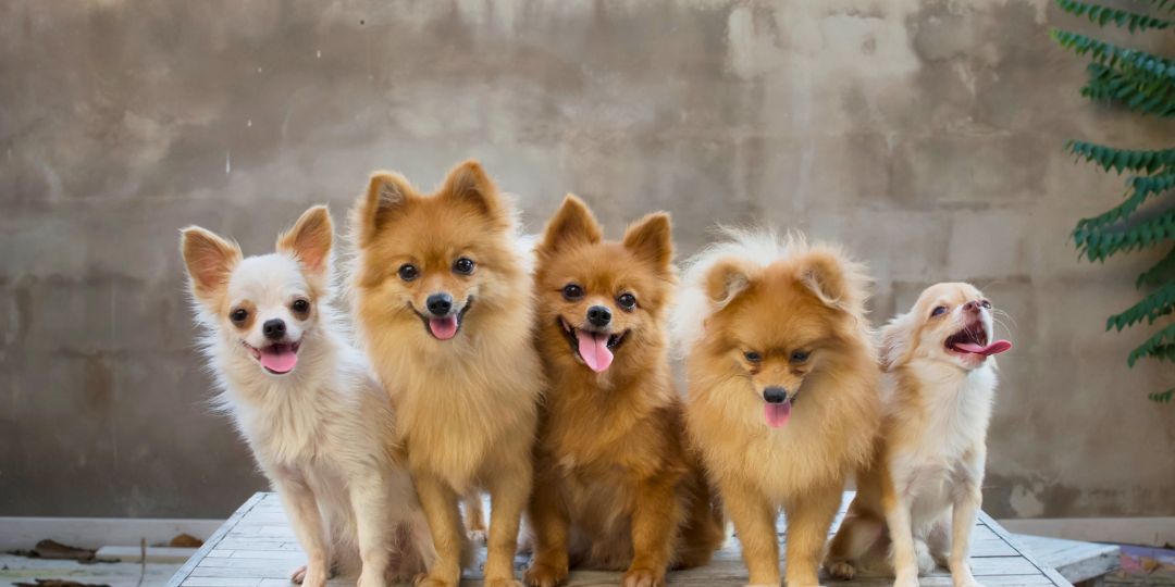 cani piccola taglia per bambini