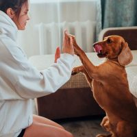 come addestrare un cane