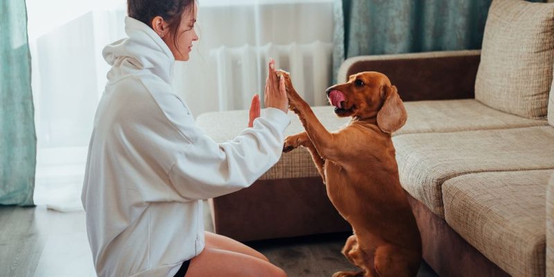 come addestrare un cane