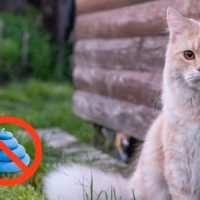 come allontanare i gatti che fanno la cacca