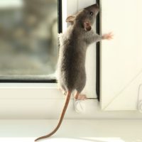 Come catturare un topolino in casa: come capire quanti sono come catturare un topolino