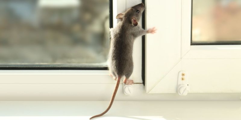 come catturare un topolino