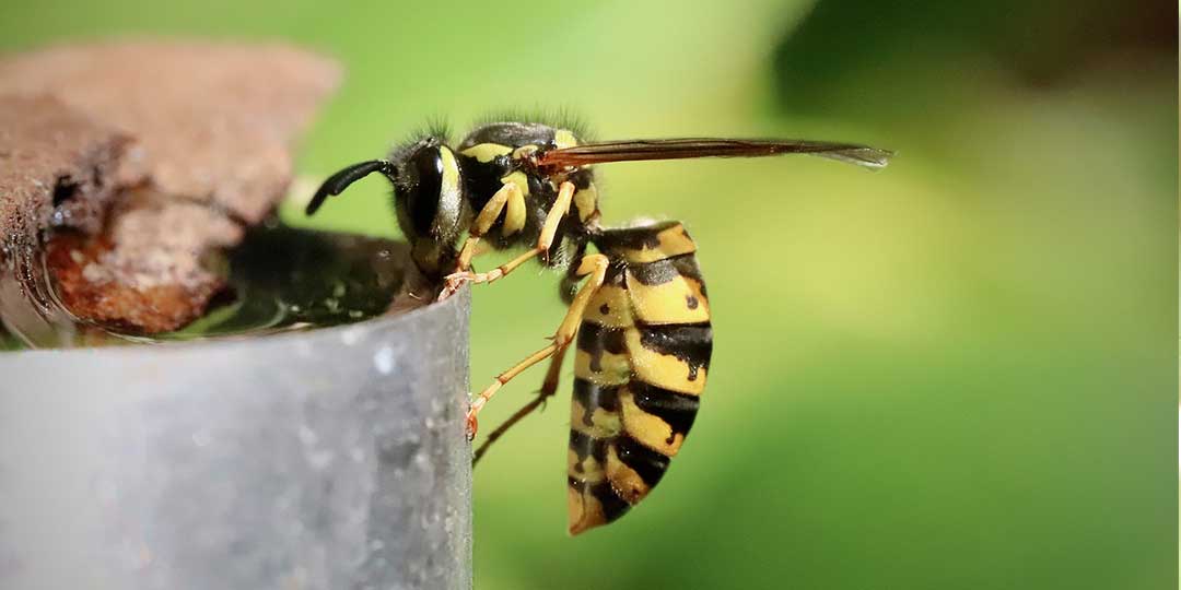 Come allontanare le vespe da proprio giardino, tutti i rimedi naturali