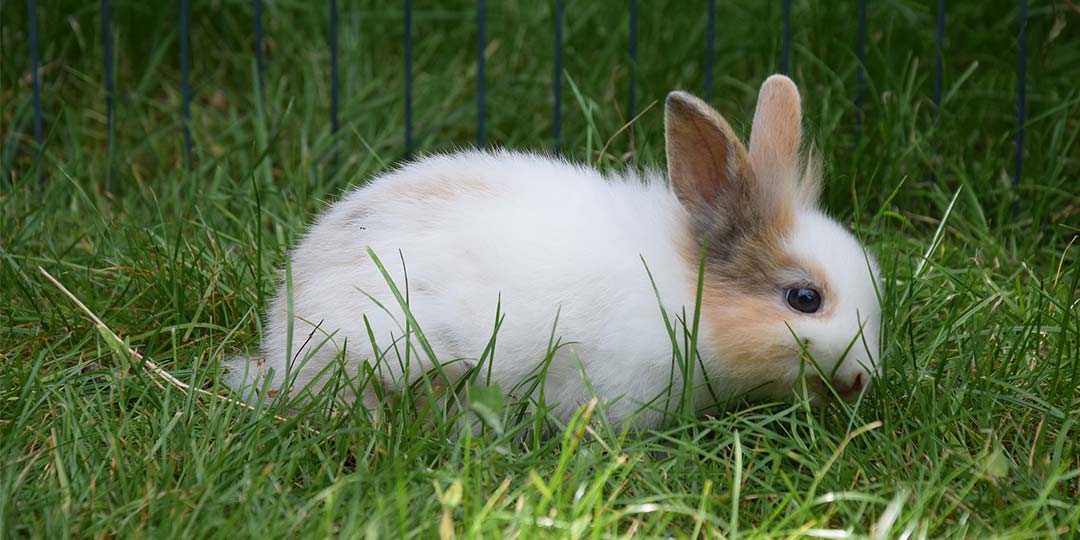 Giocattoli per conigli nani: cosa sono e a cosa servono