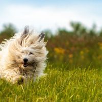 coton de tulear